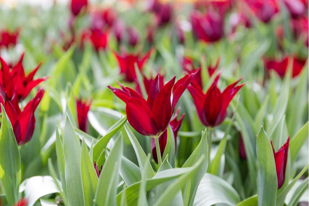Tulipan 'Sarah Raven'